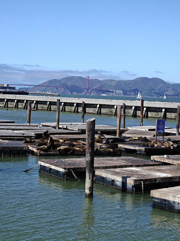 Sea Lion Viewing Area