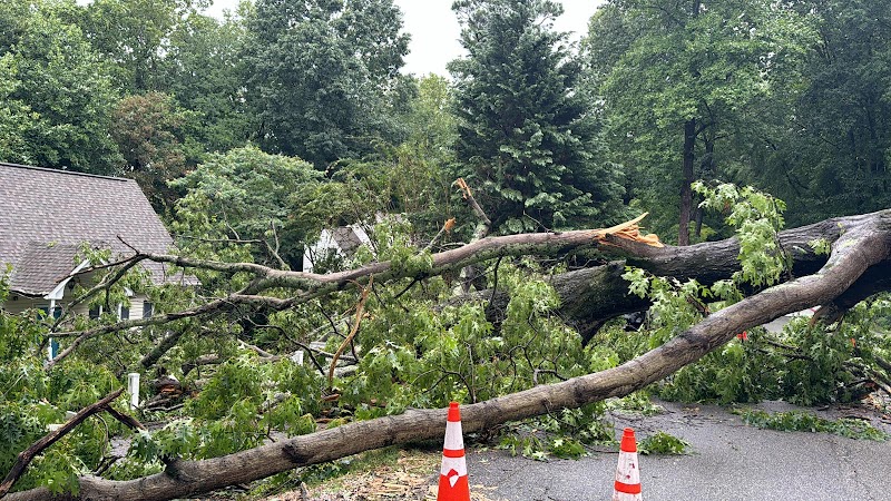 Premier Tree Solutions