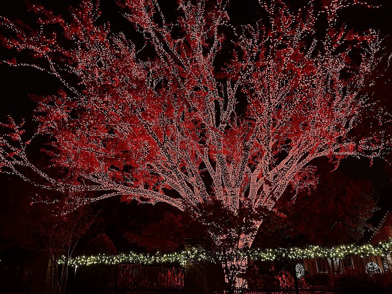 Huge Red Christmas Tree