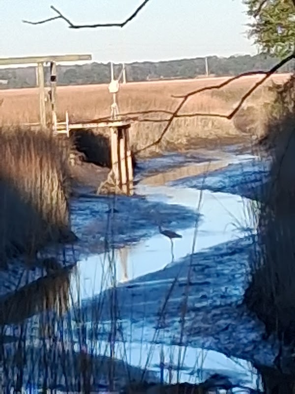 Grove Point Road- Wildlife Crossing