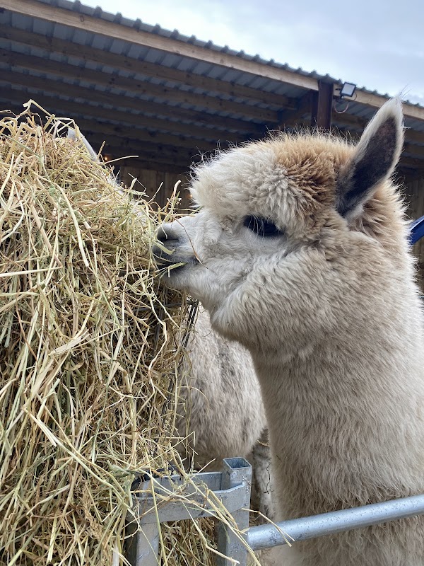 Hassall Alpacas and Glamping Pods Cheshire
