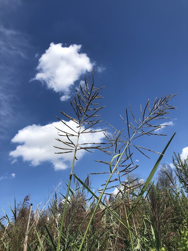 Fort McHenry Wetland and Field Station