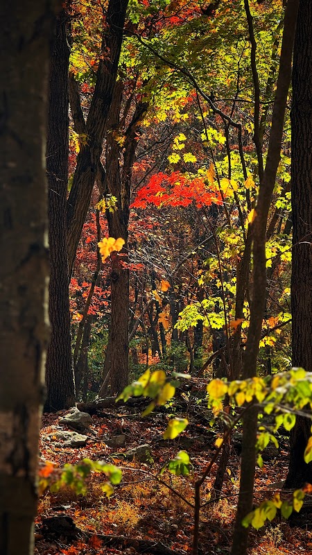 Elton Rogers Woodland Park - Parking Area