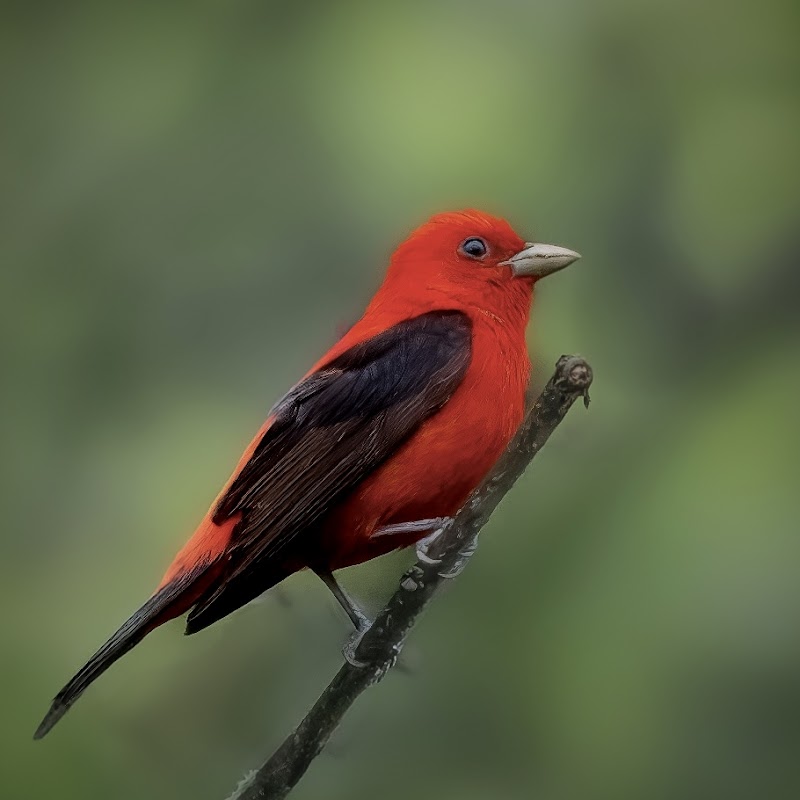 Stony Creek Ravine Nature Park