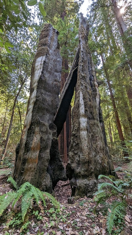 Louise Austin Wilson Grove