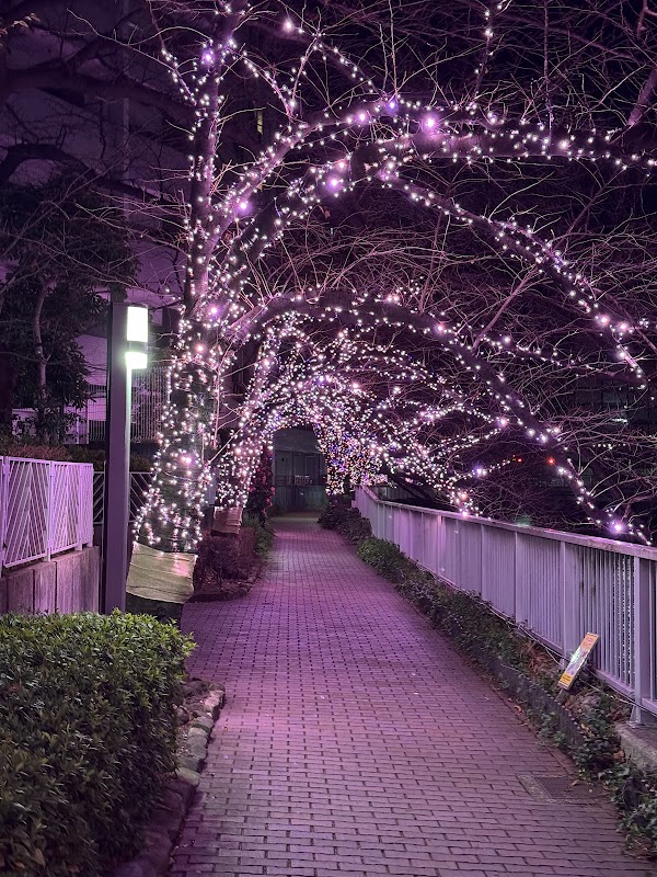 目黒川みんなのイルミネーション(冬の桜ライトアップ)