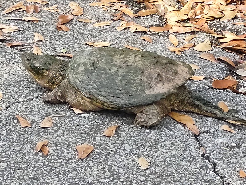 Pavilion C1 Cullen Park West