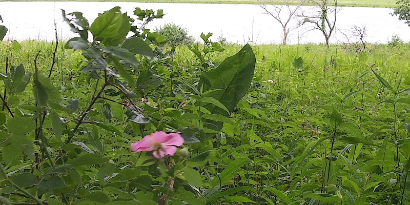 Bergman Slough Land & Water Reserve