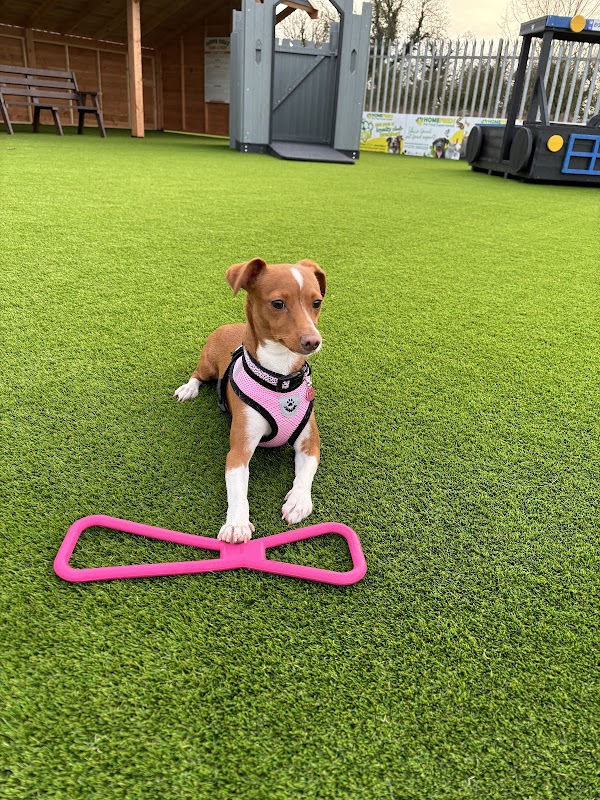 Happy Paws Train & Play