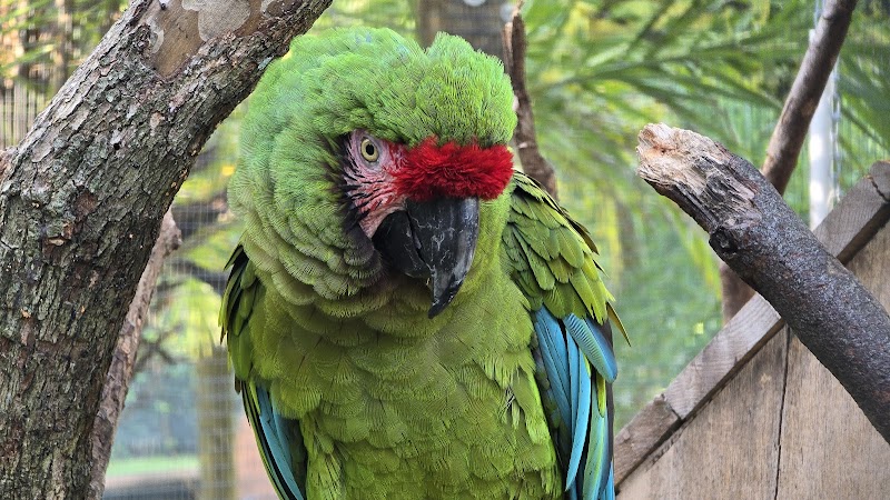 Tropical Avian Oasis - Tropical Parrots