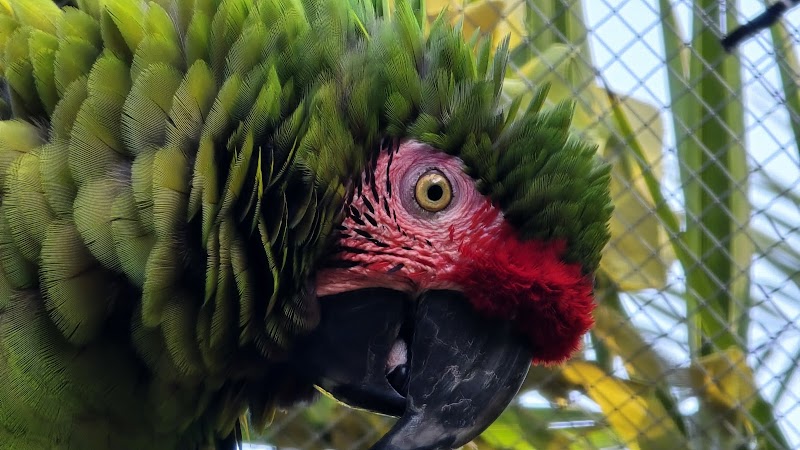 Tropical Avian Oasis - Tropical Parrots