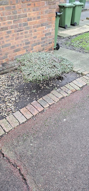 The Ancient Woolwich Bonsai