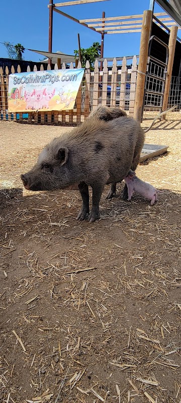 So cal mini pigs