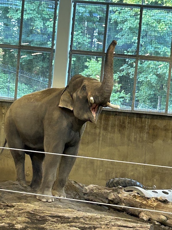 Elephant Indoor Habitat