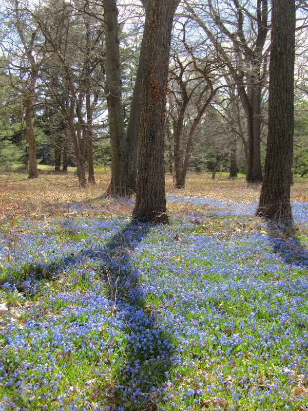 Haverford College Arboretum