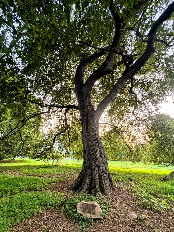 Haverford College Arboretum