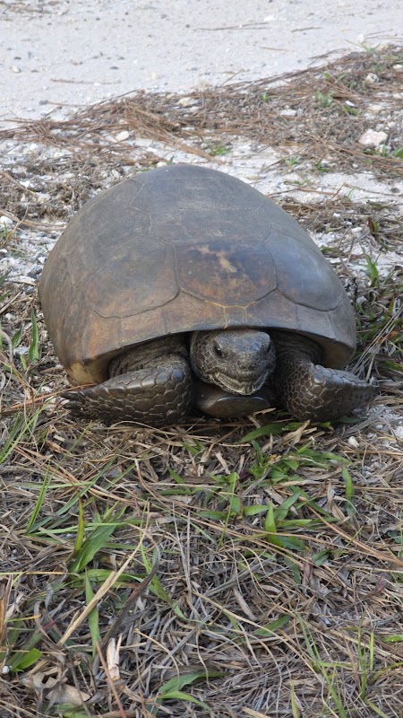Flatwoods Park - Bruce B Downs Entrance