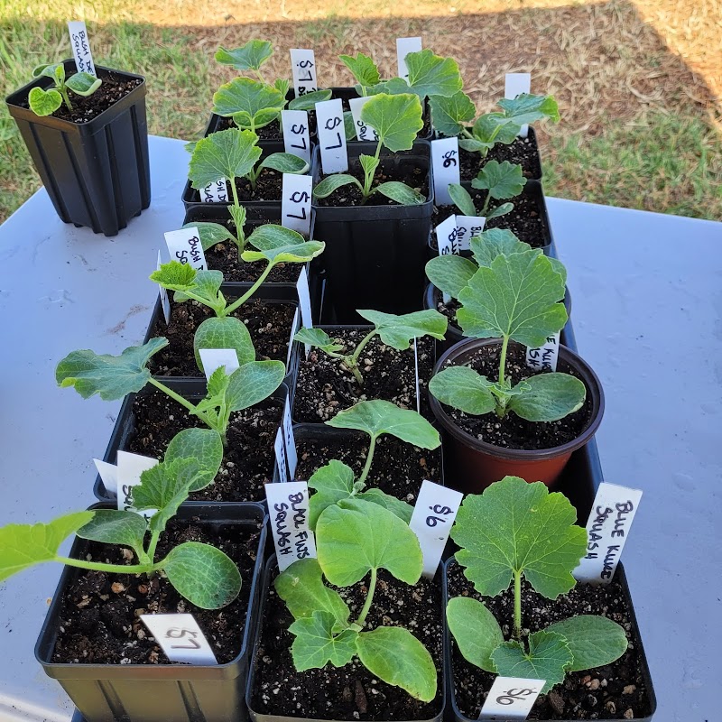 3 sisters organic greenhouse