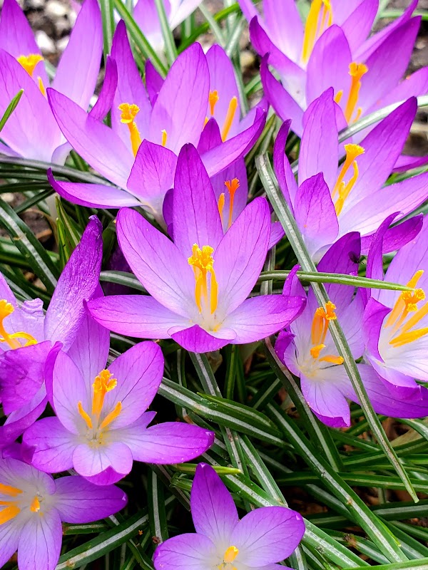 E. C. Million Memorial Park