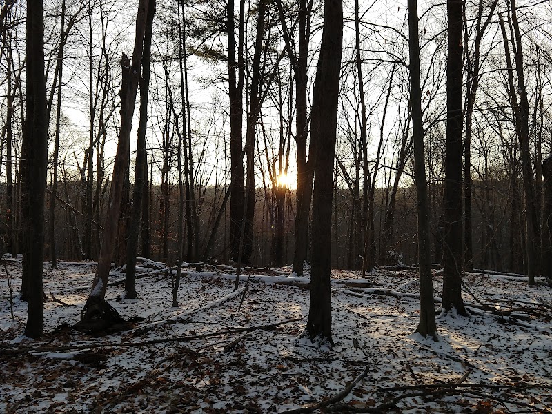 Emerald Forest Property