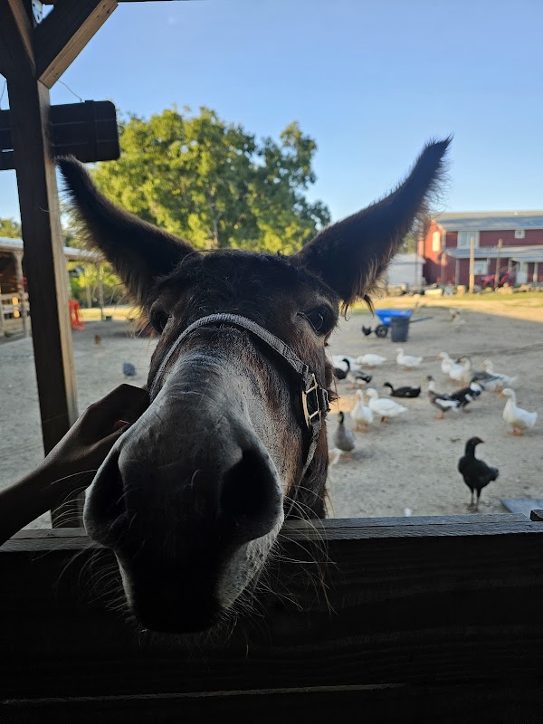 Carmela’s farm