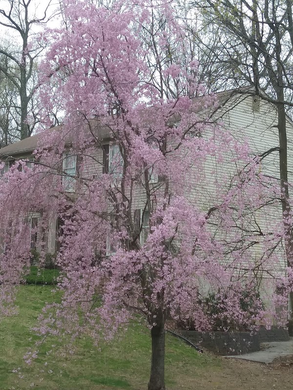 Piney Branch Stream Valley Park
