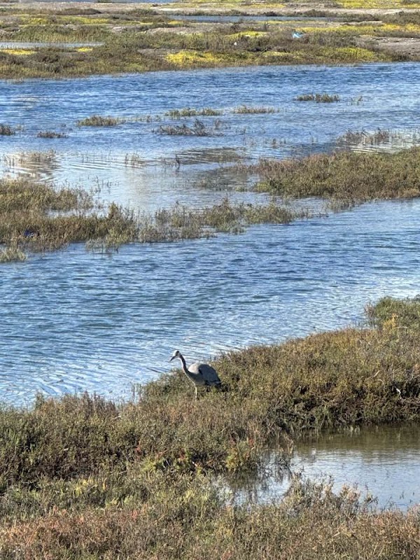 Huntington Beach Wetlands Conservancy