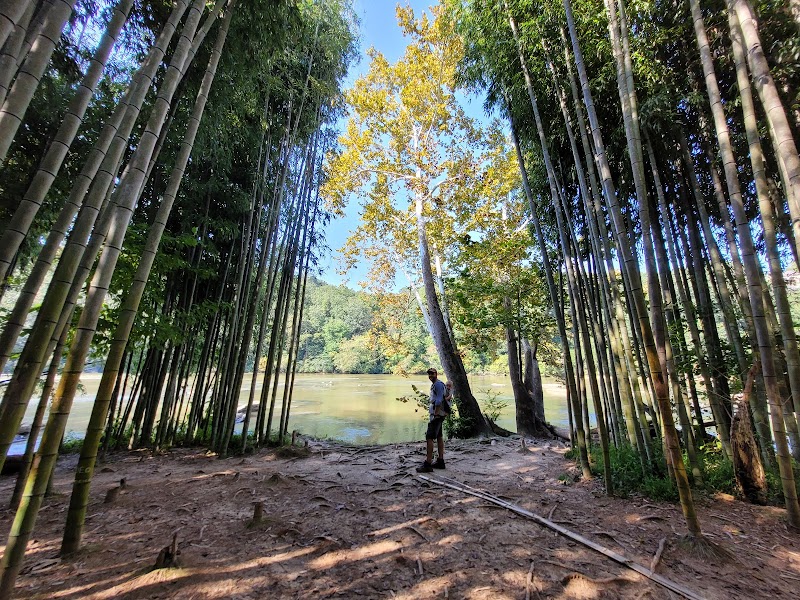 Bamboo Forest