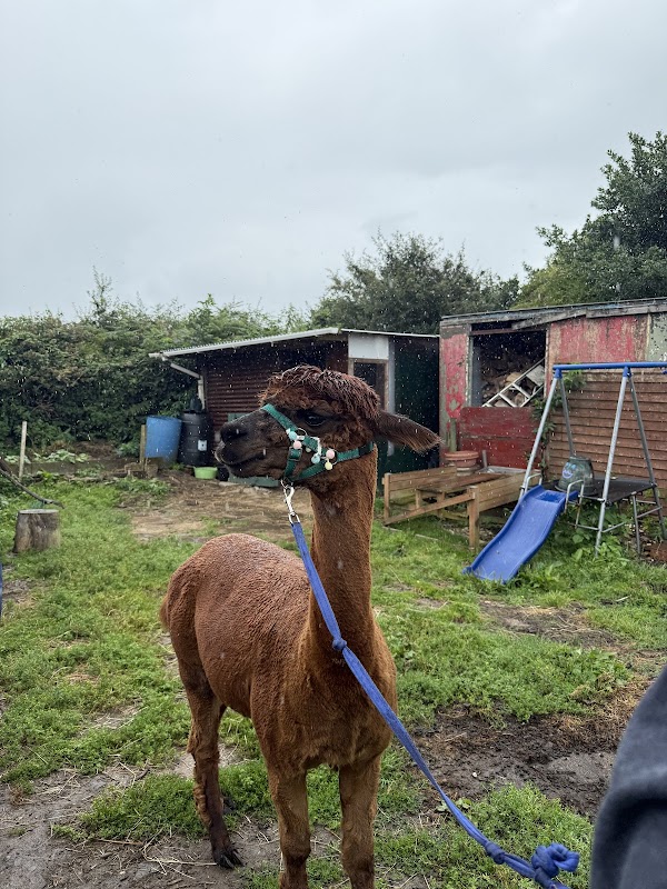 Alpaca Dreams Heol Ton