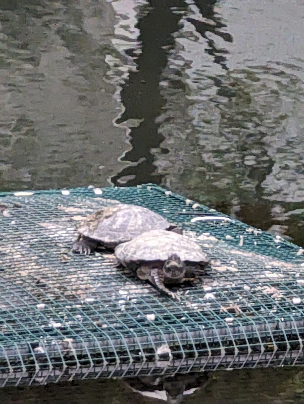 Turtle Pond