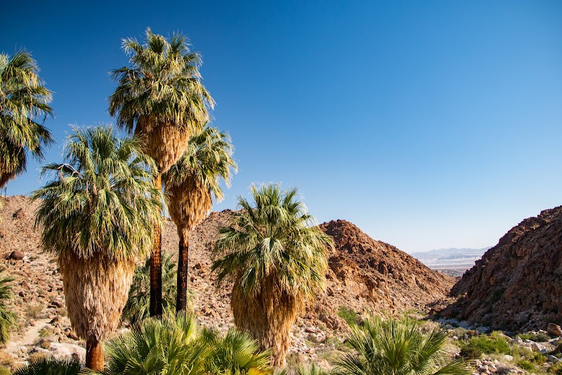 Fortynine Palms Oasis