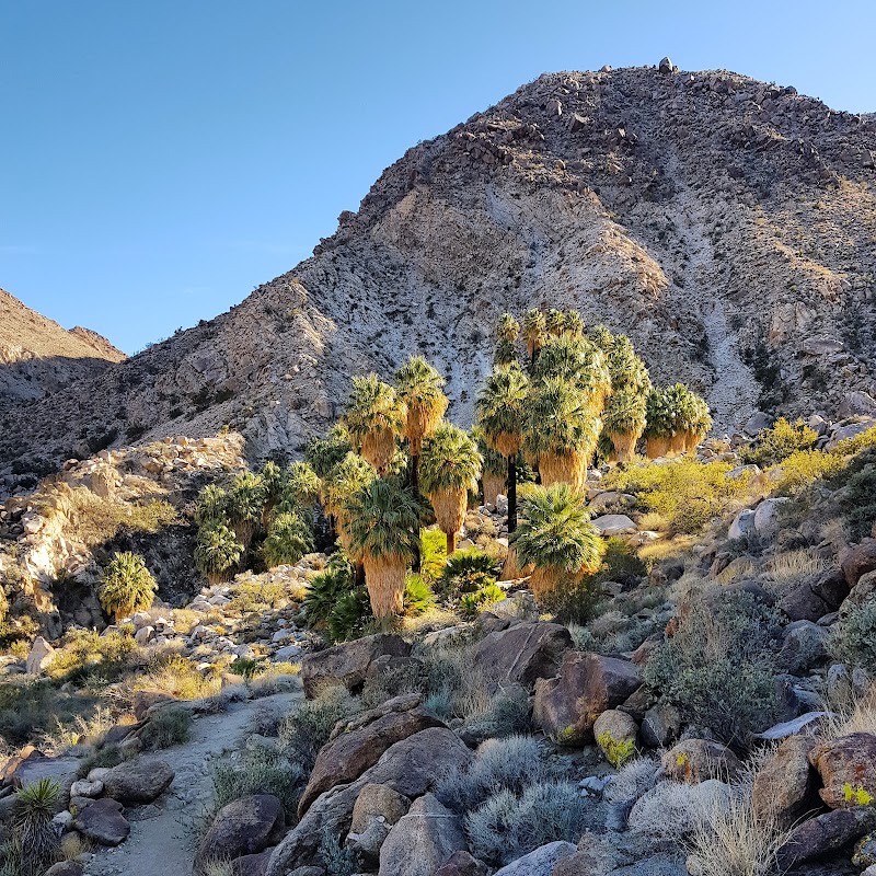 Fortynine Palms Oasis