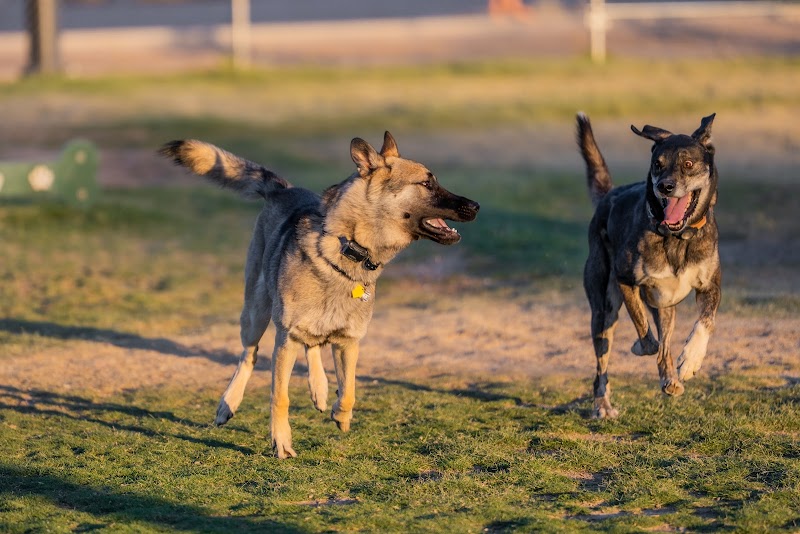 Fort Irwin Dog Park