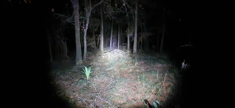 The Forest of Eagle Springs