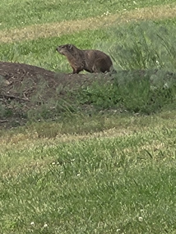 GroundHog Mounds