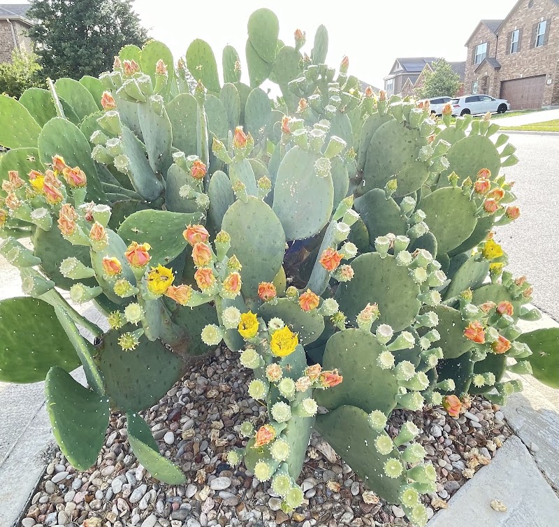 Mason Creek HOA Park