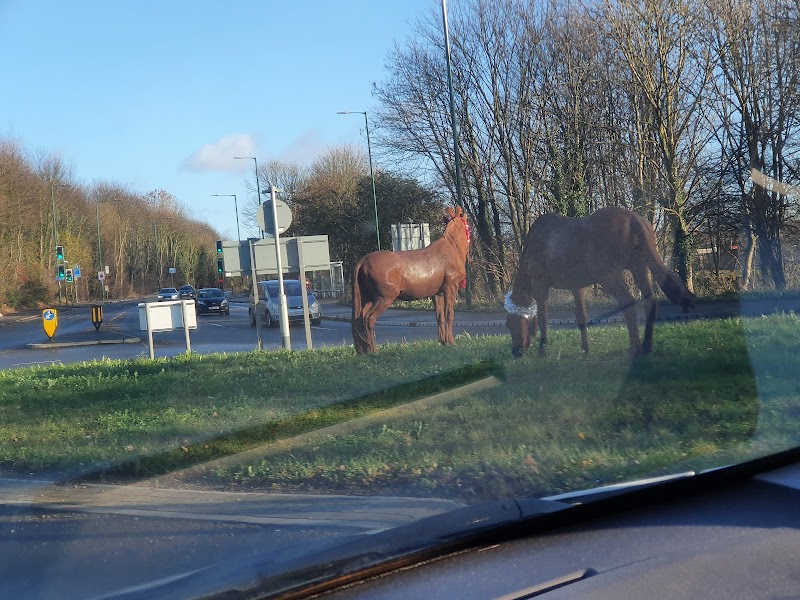 Field of horses