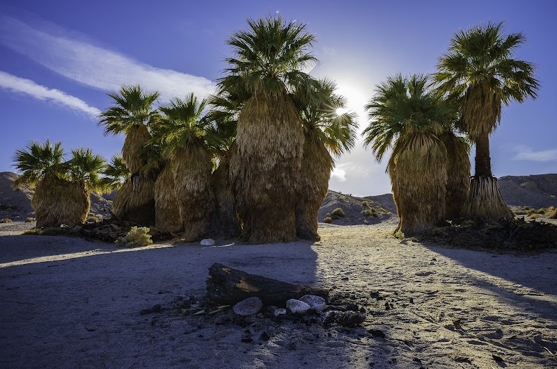 Seventeen Palms Oasis
