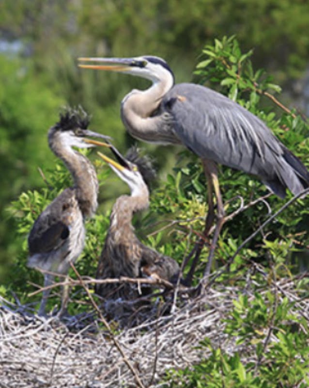 Heron Island