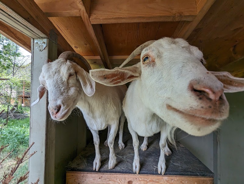 Tanner Goats