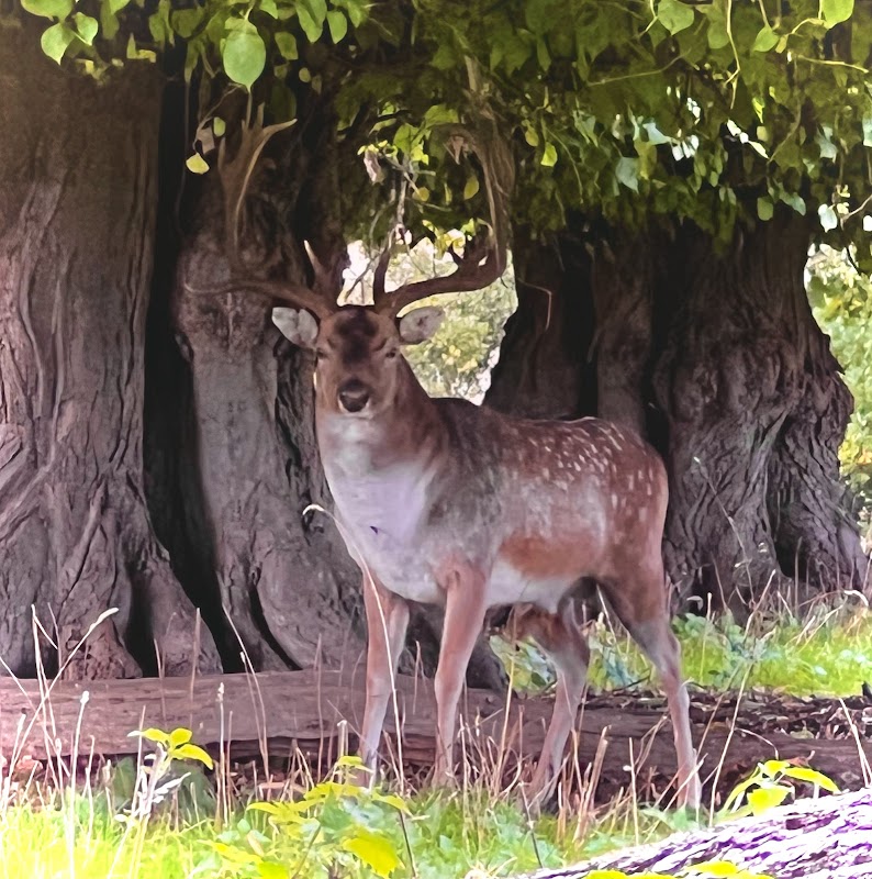 Lion Gates entrance to Belton Park