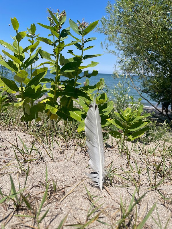 Feather Merrow Beach