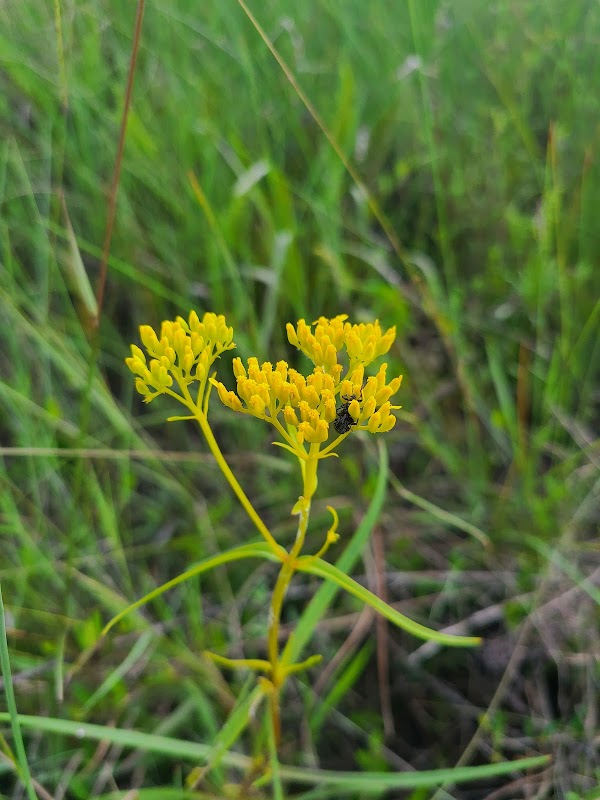 Lucille Hammock Preserve