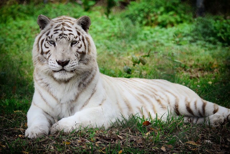The Catty Shack Ranch Wildlife Sanctuary