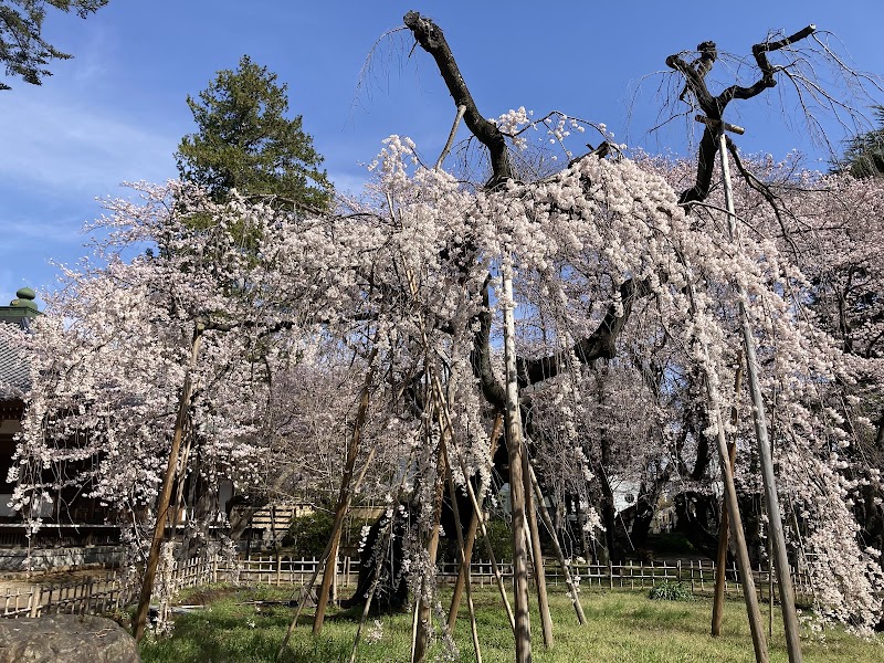 Fusehime-Zakura Cherry Blossom Tree