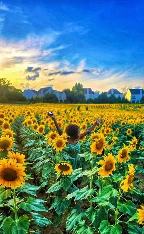 Gunther Sunflower Field