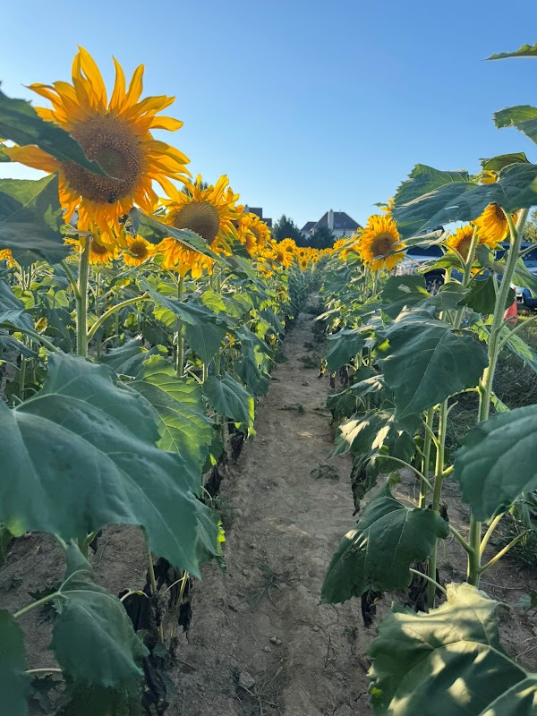 Gunther Sunflower Field