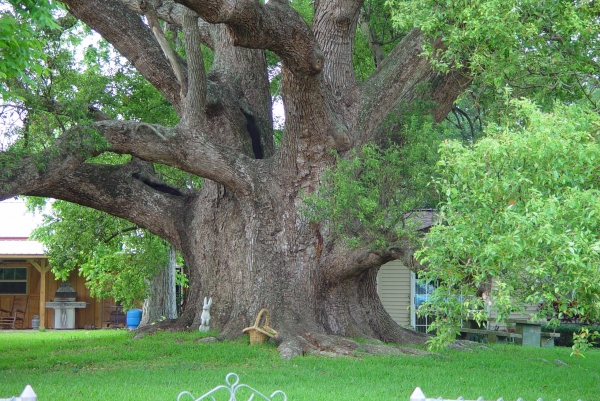 Camphor Tree