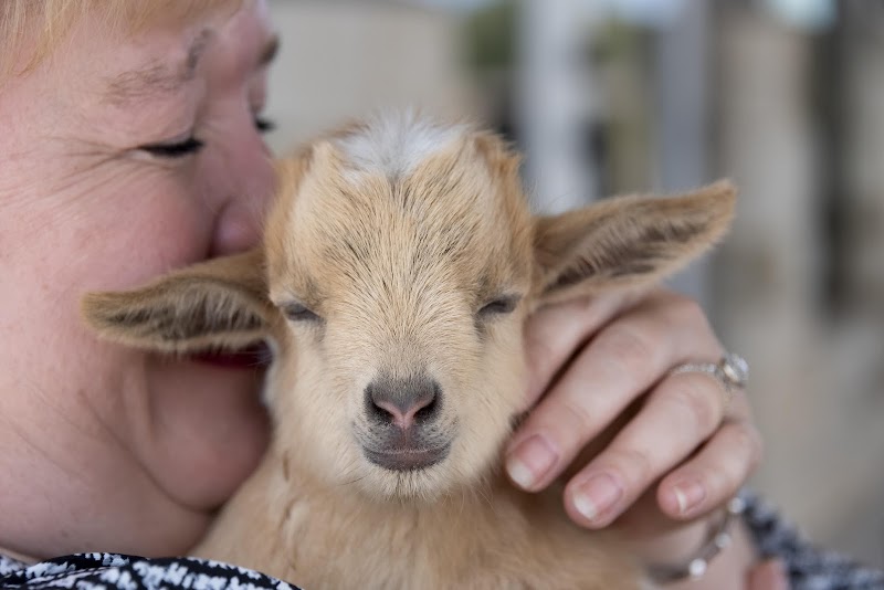 Goat Farm by Goat Shenanigans