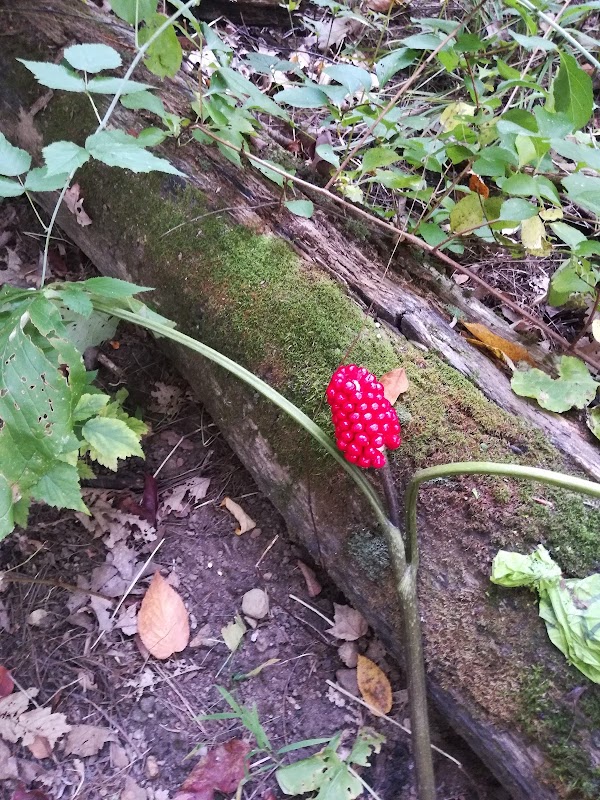 NH Audubon Sanctuary Trailhead
